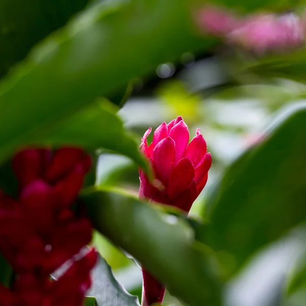 Wild red ginger — Stock Photo, Image