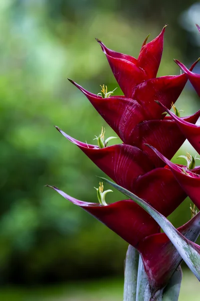 Flor de loro - heliconia — Foto de Stock