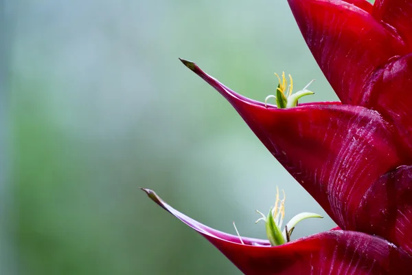 Квітка папуги - геліконія — стокове фото