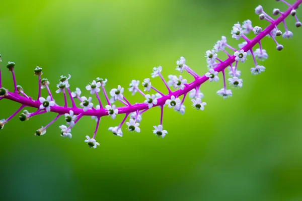 Pokeweed tropicale, Phytolacca icosandra — Foto Stock