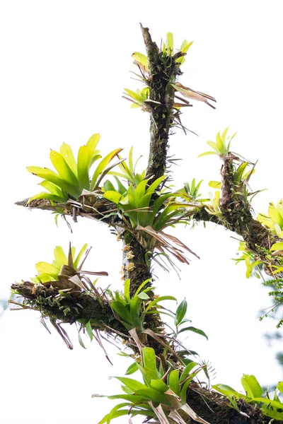 Parasitaire regenwoudplanten — Stockfoto