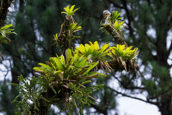 Plantas parásitas de la selva tropical — Foto de Stock