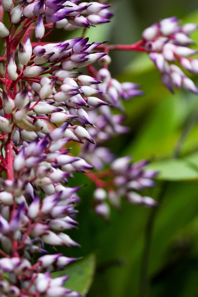 Näher tropische Pflanze — Stockfoto
