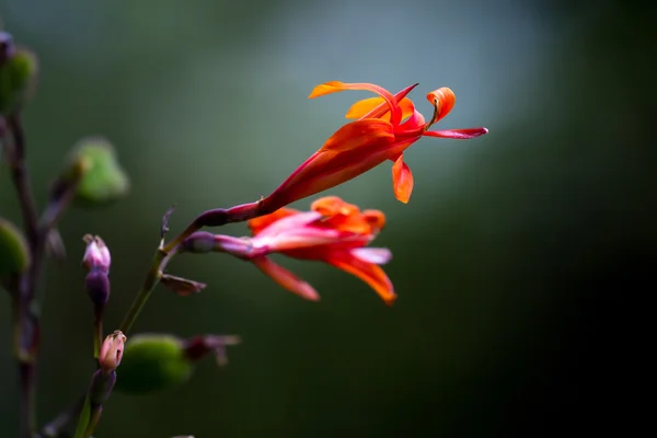 Schöne tropische Blumen — Stockfoto