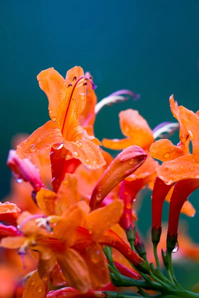 Aeschynanthus o planta de lápiz labial — Foto de Stock