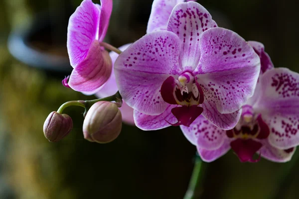 Schöne tropische Orchideen — Stockfoto