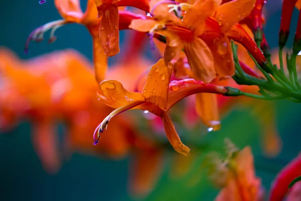 Φυτών Aeschynanthus ή κραγιόν — Φωτογραφία Αρχείου