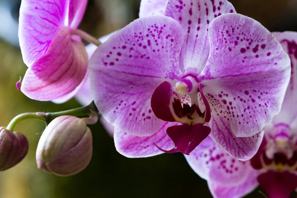 Schöne tropische Orchideen — Stockfoto