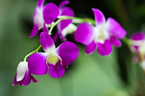 Schöne tropische Orchideen — Stockfoto