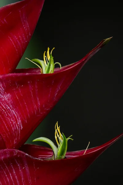 Flor de loro - heliconia — Foto de Stock