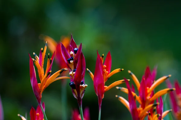 Παπαγάλος λουλούδι - heliconia — Φωτογραφία Αρχείου