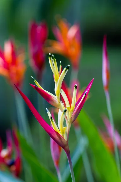 Flor de papagaio - heliconia — Fotografia de Stock