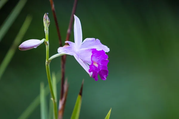 Тропическая орхидея в Коста-Рике — стоковое фото