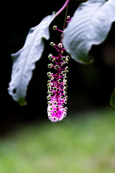 Tropical Pokeweed, Phytolacca icosandra — Stock Photo, Image