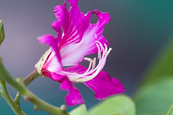 Tropická lilie v Kostarice — Stock fotografie
