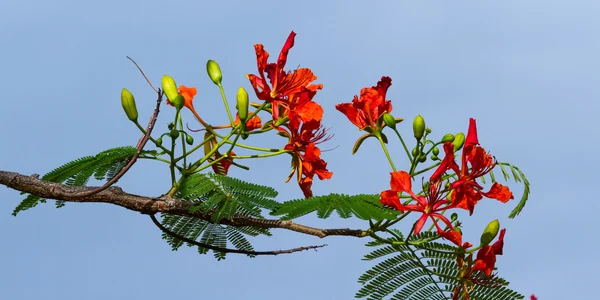 热带野花 — 图库照片