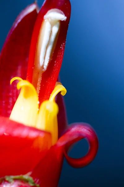 Flor de batom macro — Fotografia de Stock