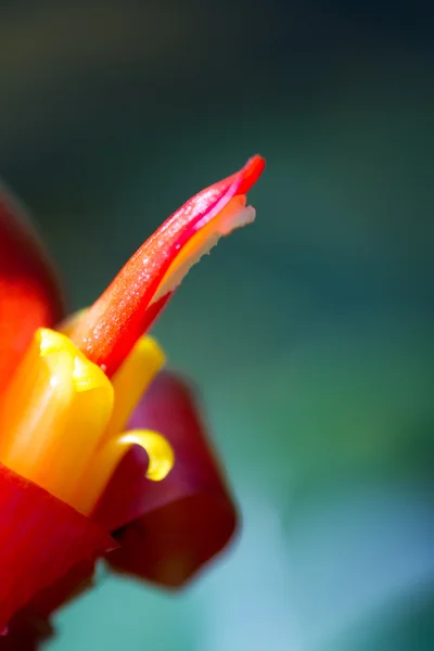 口紅花マクロ — ストック写真