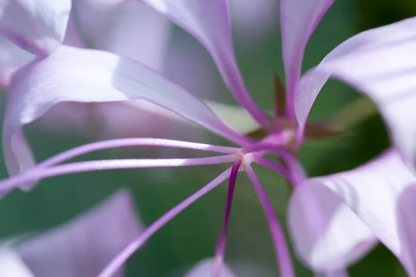 Flor branca e roxa — Fotografia de Stock