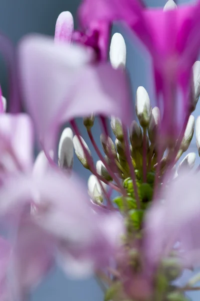 White and purple flower — Stock Photo, Image