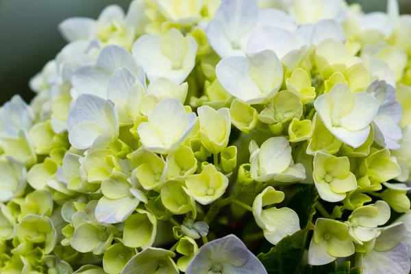 Hortensia de cerca — Foto de Stock