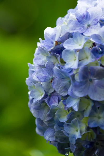 Hortensia de cerca — Foto de Stock