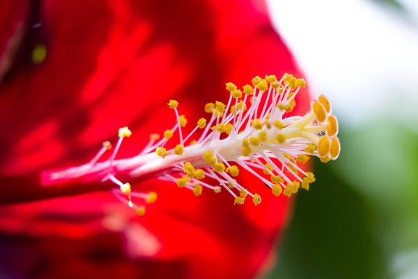 Hibisco rojo de cerca — Foto de Stock