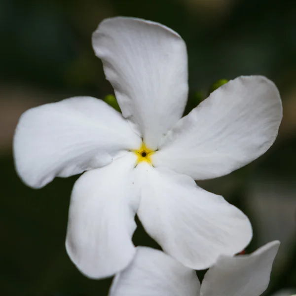 渦巻き模様の白い花 — ストック写真