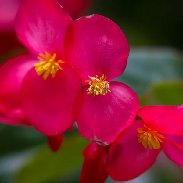 コスタリカのベゴニアの花 — ストック写真