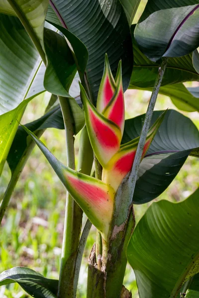Inflorescence d'Heliconia rostrata — Photo