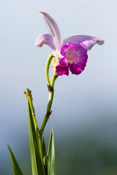 Orquídea de bambú, Arundina Graminifolia — Foto de Stock