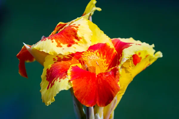Tropikal turuncu Glayöl çiçek — Stok fotoğraf
