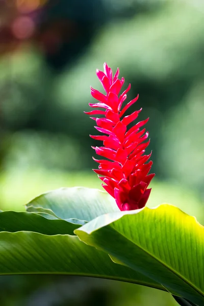 レッド ジンジャーの熱帯の花 — ストック写真