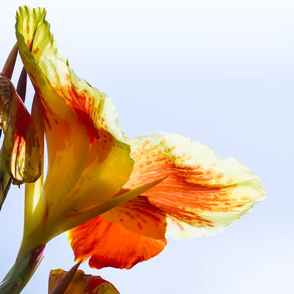 Narancssárga Gladiolus trópusi virágok — Stock Fotó