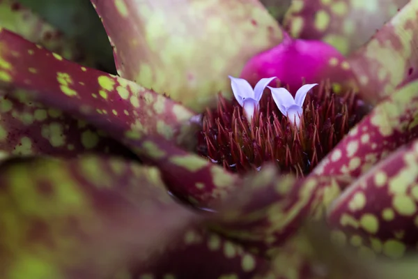 Bromélia em flor — Fotografia de Stock