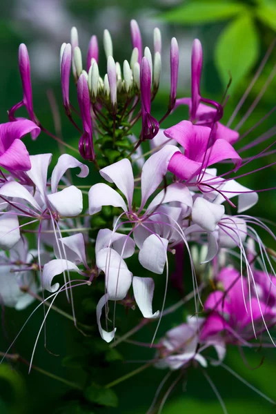 Krásné tropické květiny — Stock fotografie