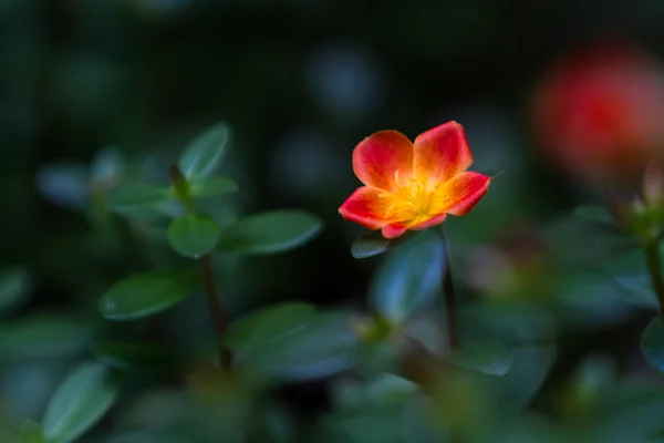 Orange blooms on purslane — Stock Photo, Image