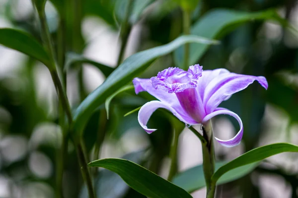 Anggrek ungu yang indah — Stok Foto