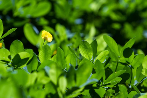 Verdure dans la forêt tropicale — Photo