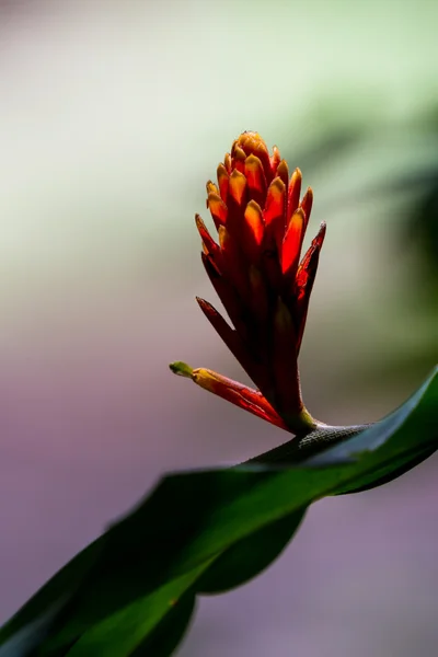 Red ginger flowers — Stock Photo, Image