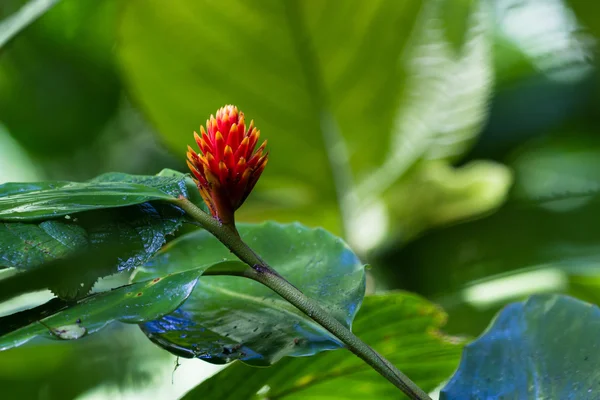 レッド ジンジャーの花 — ストック写真