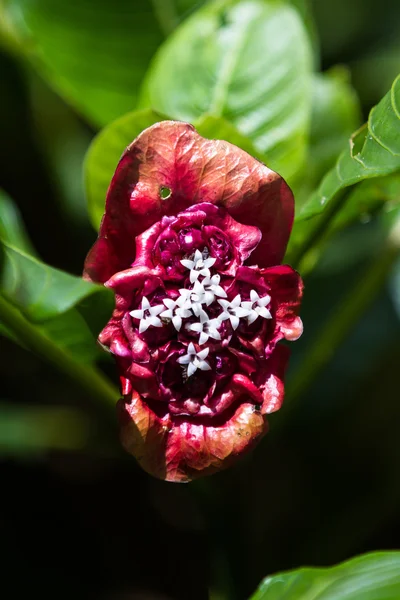 Psychotria Elata lub warg dziwek: — Zdjęcie stockowe