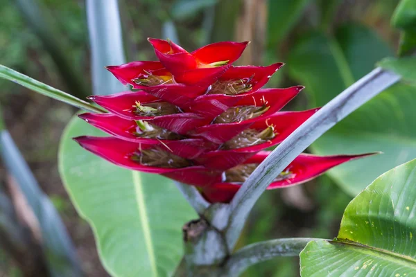 Flor de loro-Heliconia — Foto de Stock