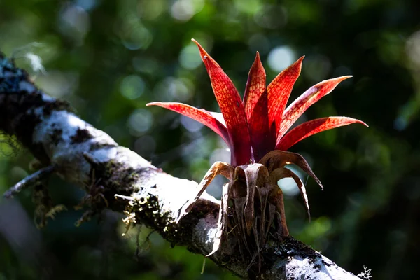 Plantas parásitas tropicales — Foto de Stock