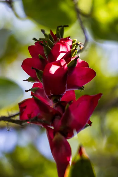 Fleur suspendue dans la forêt tropicale — Photo