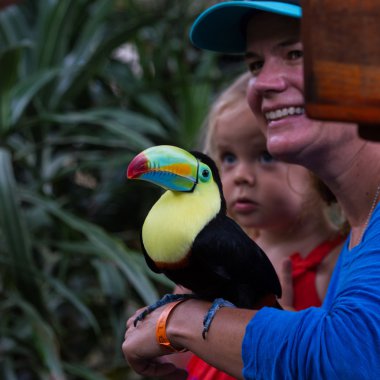 Salma fatura toucan - ramphastos sulfuratus