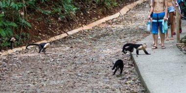 Beyaz yüzlü veya capuchin maymun