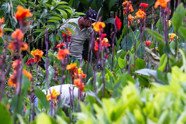 Giardinaggio ai tropici — Foto Stock