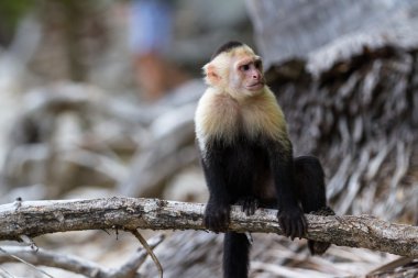 Beyaz yüzlü veya capuchin maymun