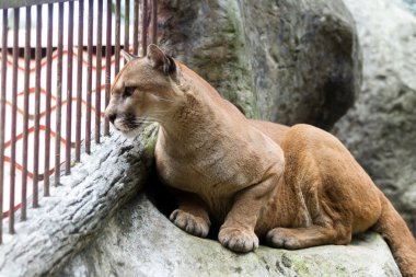 Puma ya da dağ aslanı - puma concolor  